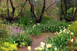 Meraviglioso giardino ambientazioni floreali armonie di profumi e colori